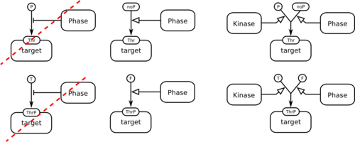 Two correct and two slightly misleading ways to represent dephosphorylation in SBGN ER