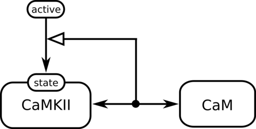 CaMKII is activated when bound to Calmodulin